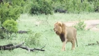 #野生動物 #動物 #ライオン #ライオン #ハイエナ #ヒョウ #ジャッカル