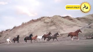 مدهش..أقتربت الذئاب من الحصان البري ولكن ما حدث لم يكن متوقعا/عالم الحيوان