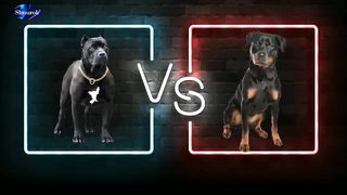 Look soon!!! Pitbull VS Rottweiler - Rottweiler VS Pitbull | Real Fight. Video 2023