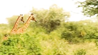 wildlife Brave Vs Giraffe videos 2023,