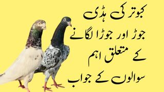 kabootar ka joda lagane ka tarika | kabutar ka joda kaise lagaen