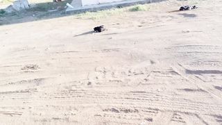Dogs are sleeping now