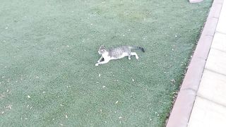 Awesome cat video