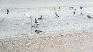 Charming pigeons video