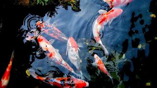 KOI FISHES HD VIDEOS