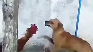 COCK FIGHT