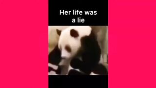 TikTok funny video