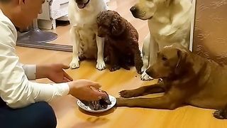 Look soon!  Labrador family.  Funny dog ​​caused family war over fried video 2023
