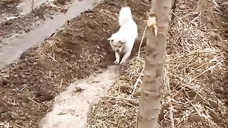 File name Hardworking and intelligoent little dog takes his .
