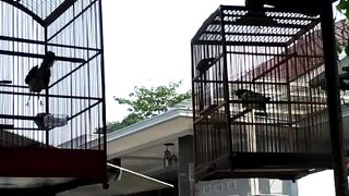 Burung kacer