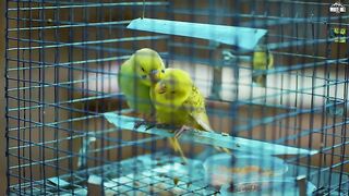 A KAY - Taare (Official Video) Pendu Boyz - New Punjabi Songs 2021 - Sad Songs.