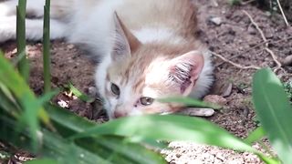 Cute Cats & Cute Kittens Video Clips Compilation-Part 1