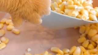 Cute cat making food