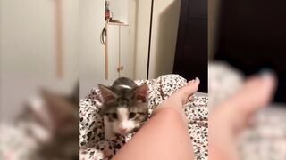 animal compilation 1