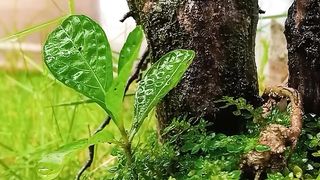 Relaxing videos of small trees in the rain