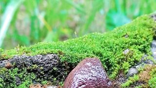 relaxing videos stone in the rain