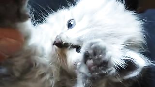 Cute kitten @cat