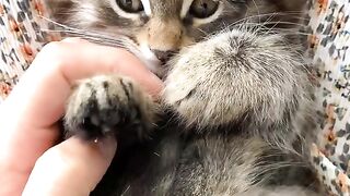 Spoiled cute kitten @cat