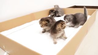 Cute kittens @cat