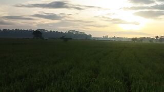View of The Rice Fields