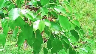 Relaxing videos greenery