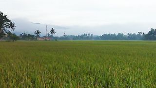 Morning of The Rice Fields