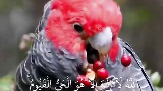 Good Morning With The Name Of ALLAH.Sura Al Baqara