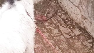 Donkey baby | cute | small baby |گدھے کا بچہ
