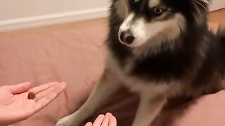 Funny dog ???? ???? ???? ???? ???? ????