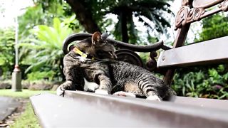 cute cat is relaxing