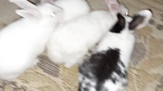 Rabbits