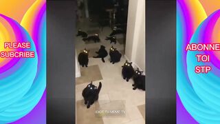 Vidéo drôle de chats et de chiens | Animaux drôles | Chatons drôles, chiots et animaux mignons