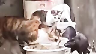 Cat funny