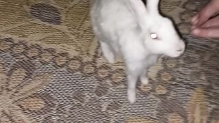 Rabbit pets