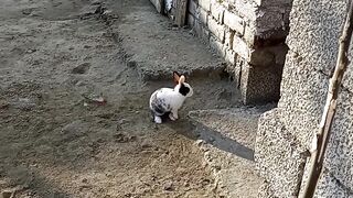 Rabbits having fun