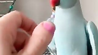 lovely parrot talking