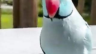 talking parrot