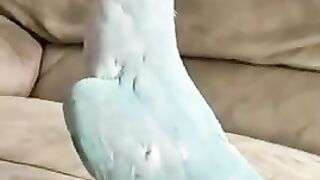 parrot love