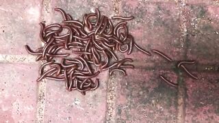 Group of Worms on Ground