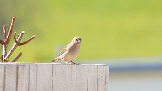 # lovely sparrow
