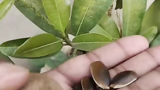 चीकू के पौधे को बीज से गमलों में कैसे उगाएं