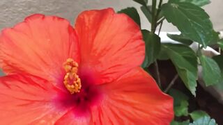 Red Hibiscus Flower