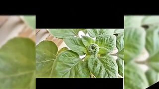 Discover the Secrets to Growing Red Sunflowers from Seed at Home | growing sunflower | markhor