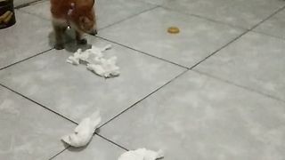 Kelucuan Kucing