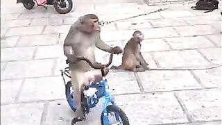 funy monkeys