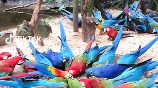 Parrots