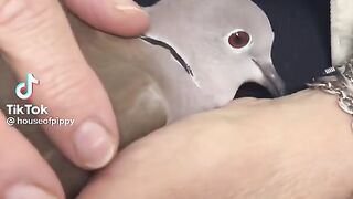 Pigeon