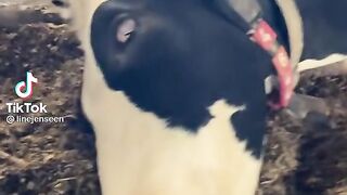 Actor Cow.