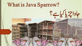 What is Java Sparrow