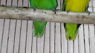Amazing Parrot Video